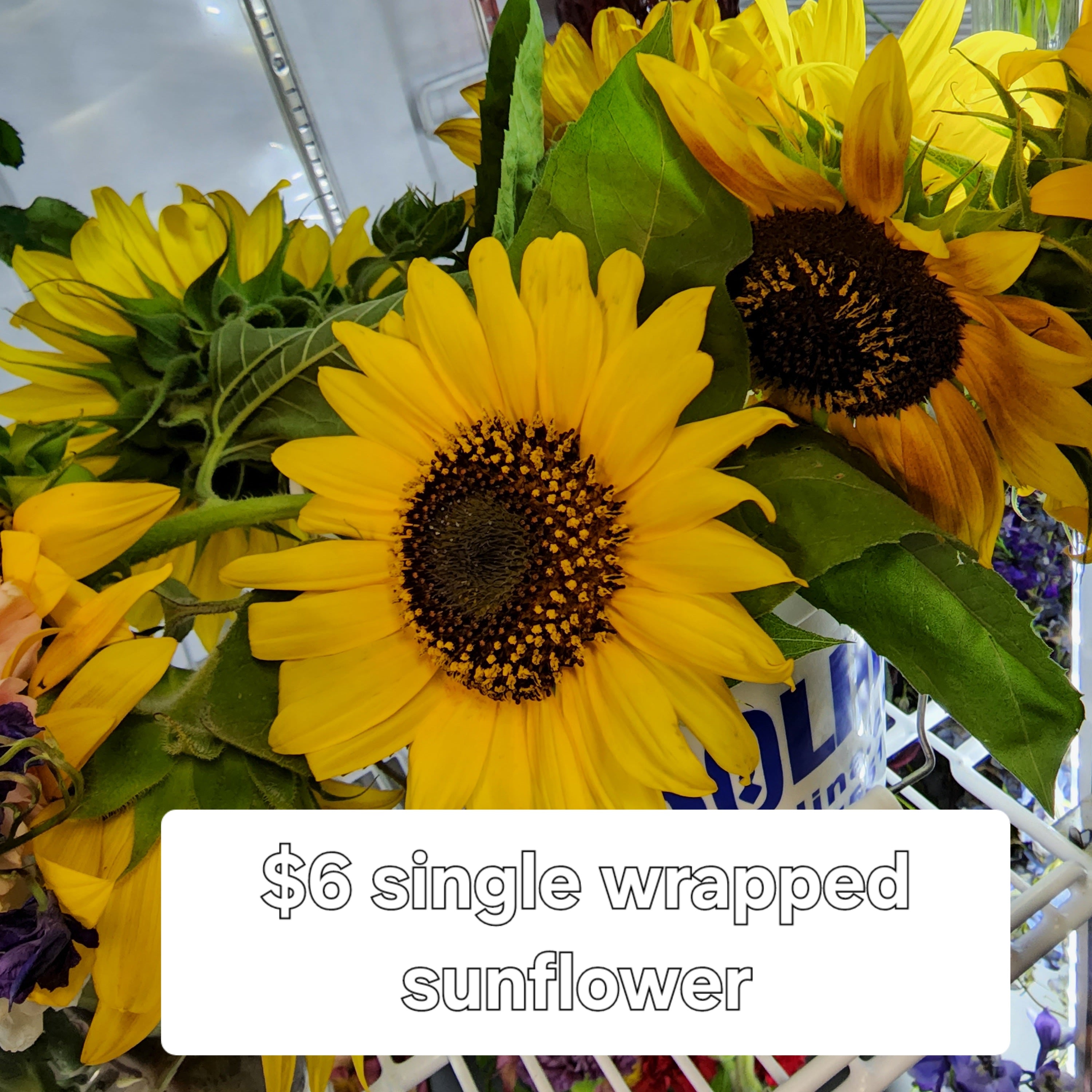 Single Sunflower Wrapped